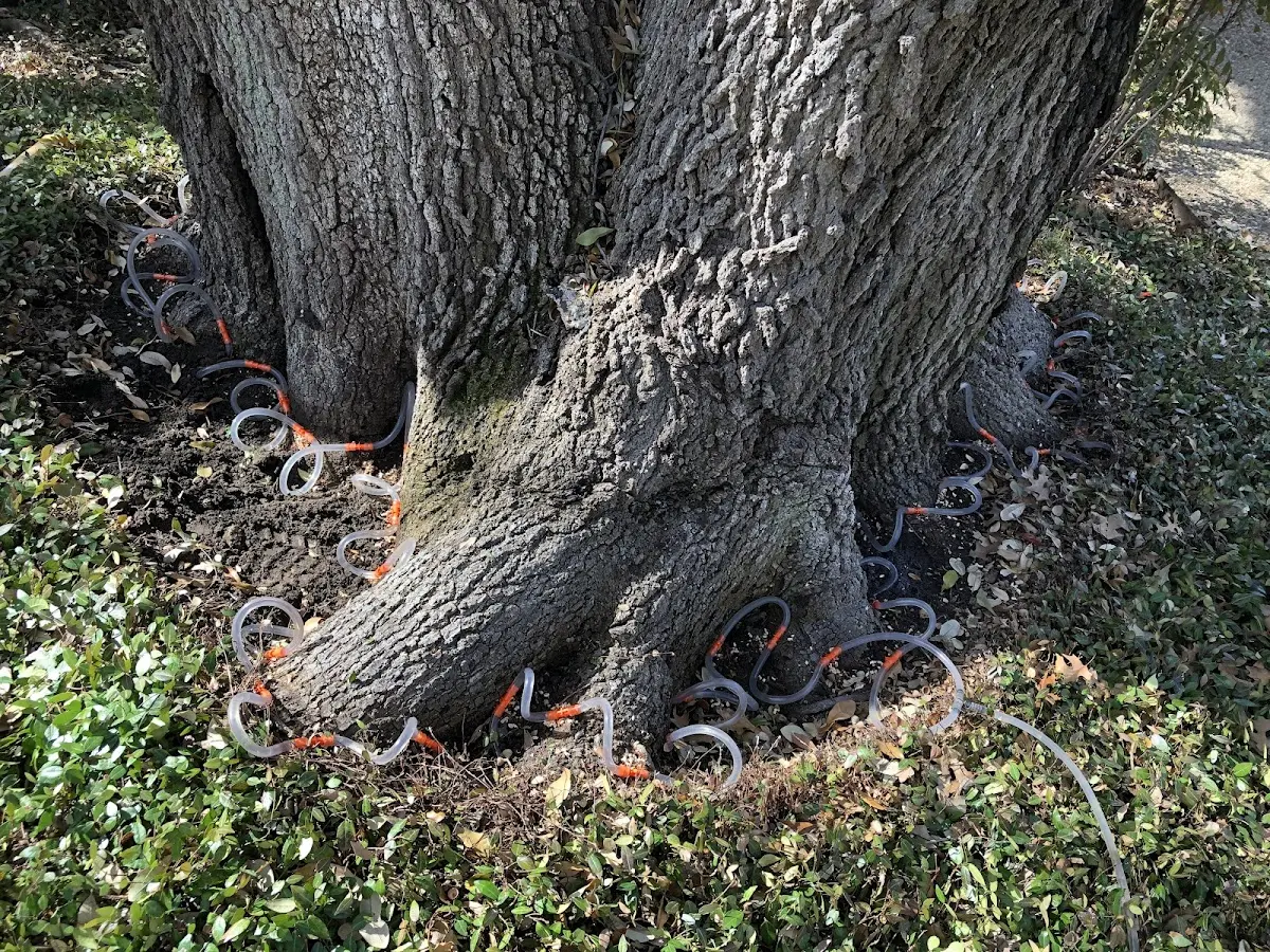 Detailed Shrub and Hedge Trimming job site in Humble