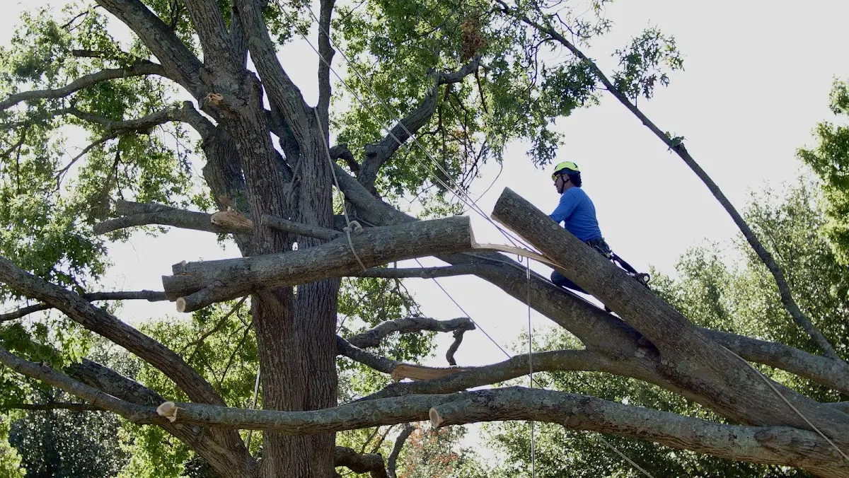 Professional Hazardous Tree Removal performed by certified arborists in Humble