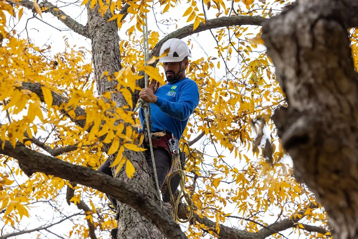 Skilled Dead Tree Removal crew working in Humble